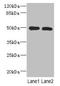 Repulsive Guidance Molecule BMP Co-Receptor A antibody, LS-C399499, Lifespan Biosciences, Western Blot image 