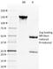 CD28 antibody, 33-629, ProSci, Western Blot image 