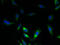 Solute Carrier Family 17 Member 3 antibody, A63422-100, Epigentek, Immunofluorescence image 