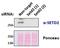 SET Domain Containing 2, Histone Lysine Methyltransferase antibody, NB100-77334, Novus Biologicals, Western Blot image 