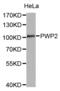 PWP2 Small Subunit Processome Component antibody, abx004545, Abbexa, Western Blot image 