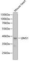 LIM Zinc Finger Domain Containing 1 antibody, 15-265, ProSci, Western Blot image 