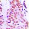 Ribosomal Protein L28 antibody, orb214529, Biorbyt, Immunohistochemistry paraffin image 