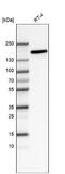 Integrin Subunit Alpha 2 antibody, NBP2-76483, Novus Biologicals, Western Blot image 
