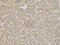 HCLS1 Associated Protein X-1 antibody, A01495-1, Boster Biological Technology, Immunohistochemistry frozen image 