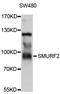 SMAD Specific E3 Ubiquitin Protein Ligase 2 antibody, abx126605, Abbexa, Western Blot image 