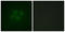 Growth Factor Receptor Bound Protein 10 antibody, LS-C117946, Lifespan Biosciences, Immunofluorescence image 