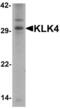 Kallikrein-4 antibody, LS-C201117, Lifespan Biosciences, Western Blot image 