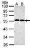 Fas Associated Factor Family Member 2 antibody, orb73619, Biorbyt, Western Blot image 