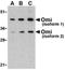 HtrA Serine Peptidase 2 antibody, orb74484, Biorbyt, Western Blot image 