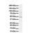 STAM Binding Protein Like 1 antibody, A09862, Boster Biological Technology, Western Blot image 