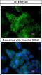 Lipoprotein Lipase antibody, GTX101125, GeneTex, Immunofluorescence image 