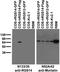Regulator Of G Protein Signaling 14 antibody, 73-422, Antibodies Incorporated, Western Blot image 