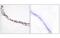 Fibronectin 1 antibody, MBS5301496, MyBioSource, Immunohistochemistry paraffin image 