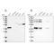 Pleckstrin Homology Domain Containing A3 antibody, NBP1-83924, Novus Biologicals, Western Blot image 