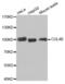 Cullin 4B antibody, abx004735, Abbexa, Western Blot image 