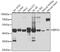 Eukaryotic Translation Initiation Factor 3 Subunit G antibody, GTX66437, GeneTex, Western Blot image 