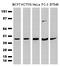 CUB Domain Containing Protein 1 antibody, LS-C337217, Lifespan Biosciences, Western Blot image 
