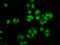 SRY-Box 30 antibody, LS-C681429, Lifespan Biosciences, Immunofluorescence image 