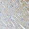 Metaxin 2 antibody, FNab05425, FineTest, Immunohistochemistry frozen image 