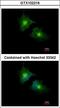 Secretory Carrier Membrane Protein 3 antibody, LS-C185474, Lifespan Biosciences, Immunocytochemistry image 