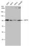 POU Class 2 Homeobox 1 antibody, NBP2-21584, Novus Biologicals, Western Blot image 