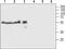 Transmembrane Protein 38B antibody, PA5-77753, Invitrogen Antibodies, Western Blot image 