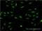 LIM Domain Only 4 antibody, H00008543-M02, Novus Biologicals, Immunofluorescence image 