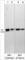 Sphingosine Kinase 1 antibody, SP5421, ECM Biosciences, Western Blot image 