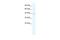 Potassium Channel Tetramerization Domain Containing 18 antibody, PA5-68692, Invitrogen Antibodies, Western Blot image 