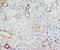 Macrophage Migration Inhibitory Factor antibody, LS-C171782, Lifespan Biosciences, Immunohistochemistry frozen image 