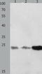 p21 antibody, TA323672, Origene, Western Blot image 