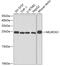 Neurogenin 1 antibody, GTX54587, GeneTex, Western Blot image 