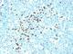Ig kappa-b4 chain C region antibody, V3150IHC-7ML, NSJ Bioreagents, Immunohistochemistry paraffin image 