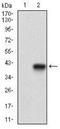 Melanoma Cell Adhesion Molecule antibody, NBP2-37365, Novus Biologicals, Western Blot image 