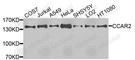 Cell Cycle And Apoptosis Regulator 2 antibody, A9920, ABclonal Technology, Western Blot image 