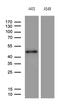 E74 Like ETS Transcription Factor 3 antibody, MA5-27247, Invitrogen Antibodies, Western Blot image 