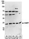 Vesicle Associated Membrane Protein 7 antibody, NBP2-32232, Novus Biologicals, Western Blot image 