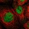 MSL Complex Subunit 1 antibody, HPA022800, Atlas Antibodies, Immunofluorescence image 