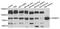 Fermitin Family Member 3 antibody, STJ110149, St John