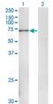 DNA Polymerase Alpha 2, Accessory Subunit antibody, MA5-21532, Invitrogen Antibodies, Western Blot image 