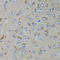 Mex-3 RNA Binding Family Member C antibody, A09281-1, Boster Biological Technology, Immunohistochemistry frozen image 