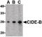 Cell Death Inducing DFFA Like Effector B antibody, LS-B482, Lifespan Biosciences, Western Blot image 