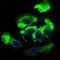 HB2 antibody, GTX60782, GeneTex, Immunofluorescence image 