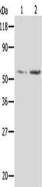 Aldose reductase antibody, CSB-PA825868, Cusabio, Western Blot image 