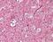 Neurofilament Medium antibody, orb95721, Biorbyt, Immunohistochemistry paraffin image 