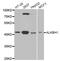 AlkB Homolog 1, Histone H2A Dioxygenase antibody, abx004765, Abbexa, Western Blot image 