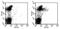 Glutamyl Aminopeptidase antibody, 11-5891-82, Invitrogen Antibodies, Flow Cytometry image 