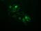 Ubiquitin Conjugating Enzyme E2 S antibody, MA5-26078, Invitrogen Antibodies, Immunocytochemistry image 