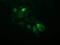 Ubiquitin Conjugating Enzyme E2 S antibody, MA5-26078, Invitrogen Antibodies, Immunocytochemistry image 